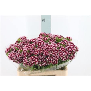 Di Barb King X50 60cm