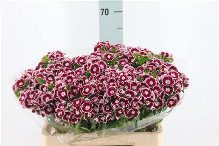 <h4>Di Barb King X50 60cm</h4>