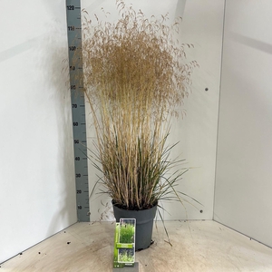 Deschampsia cespitosa