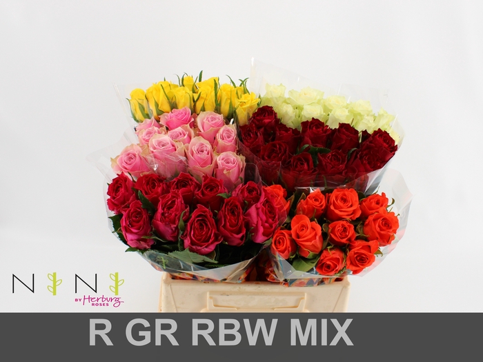 <h4>Rosa large mix in bucket</h4>
