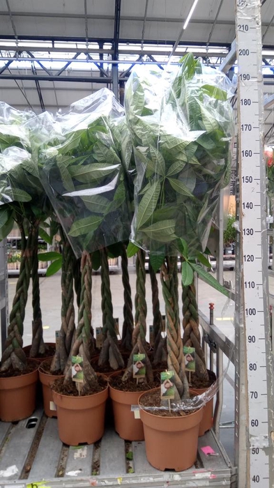 <h4>Pachira aquatica</h4>