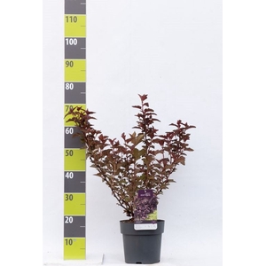 Physocarpus opulif.