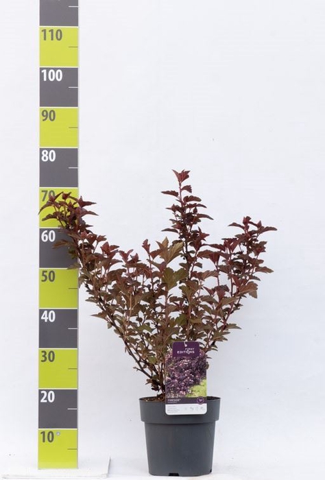 <h4>Physocarpus opulif.</h4>