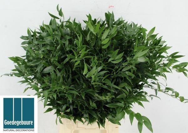 <h4>DANAE RACEMOSA PB</h4>