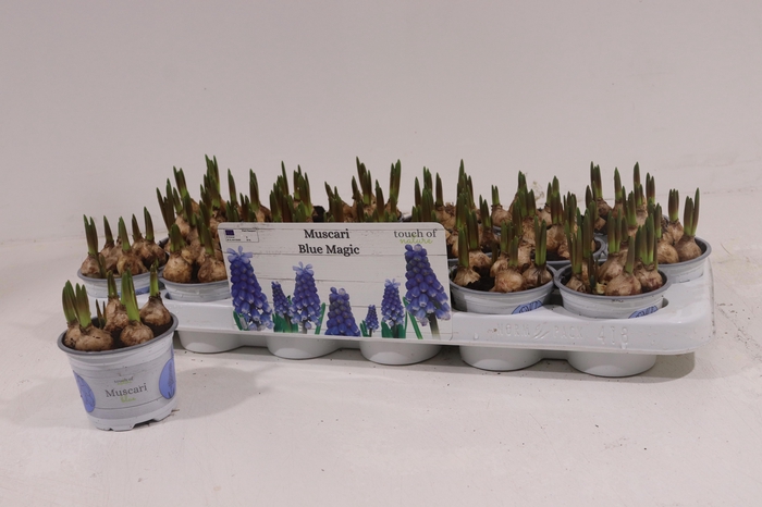 <h4>MUSCAR BLUE MAGIC</h4>