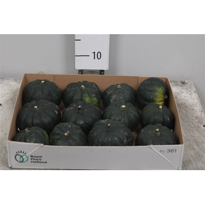 Cucurbita Mo Hayato