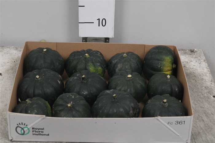 <h4>Cucurbita Mo Hayato</h4>