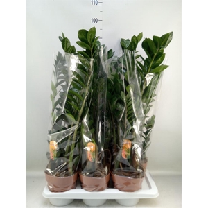 Zamioculcas zamiifolia