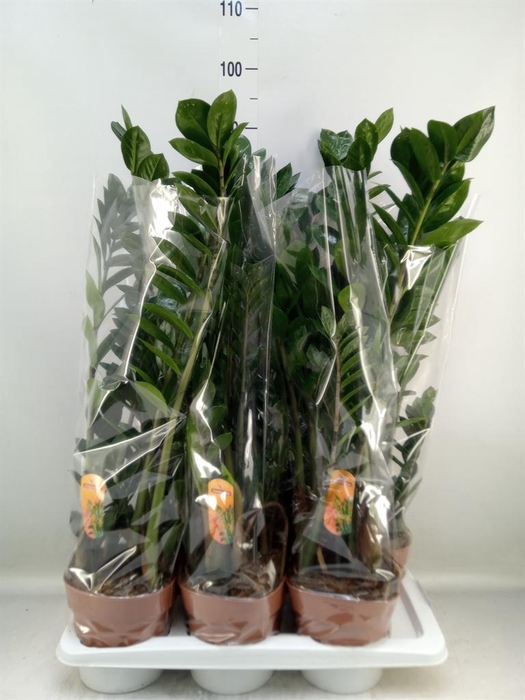 <h4>Zamioculcas zamiifolia</h4>