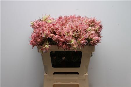 <h4>Blushing Bride Morning Star 6-10</h4>