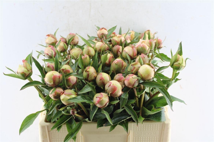 <h4>Paeonia L Alertie</h4>
