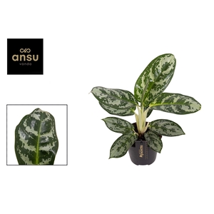 Aglaonema Amazon Silver