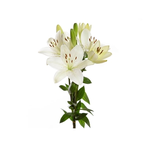 LIRIO MERCATO 070 CM HT 2/3 FLS