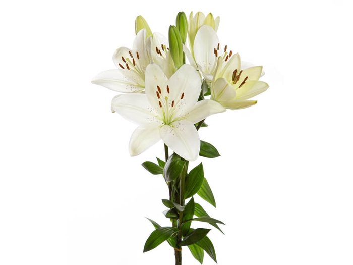 LIRIO MERCATO 070 CM HT 2/3 FLS