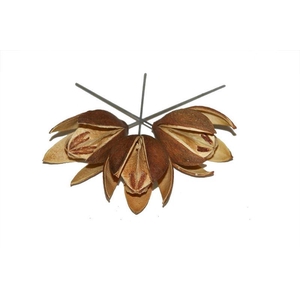 Wilde lelie o/dr. naturel