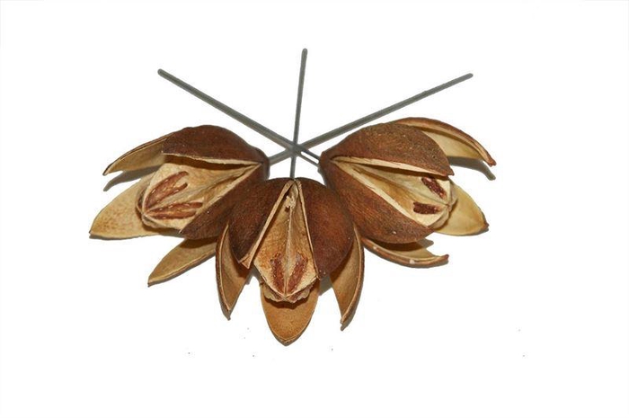 <h4>Wilde lelie o/dr. naturel</h4>