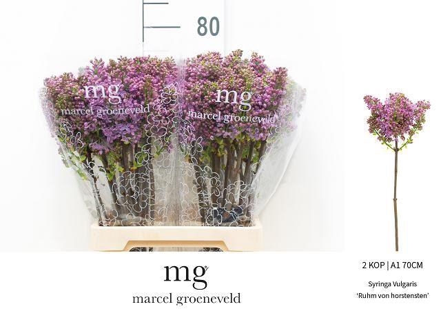 <h4>SYR V R V HORSTENST</h4>