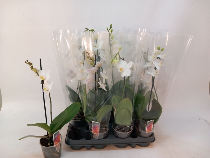 <h4>PHAL MF OV WIT</h4>