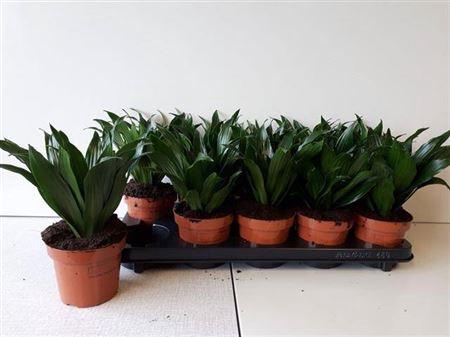 <h4>Dra Comp Compacta</h4>