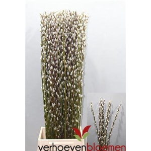T Salix Ca Snow Flake 90cm