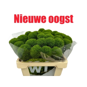 Di Barb Kiwi Mellow