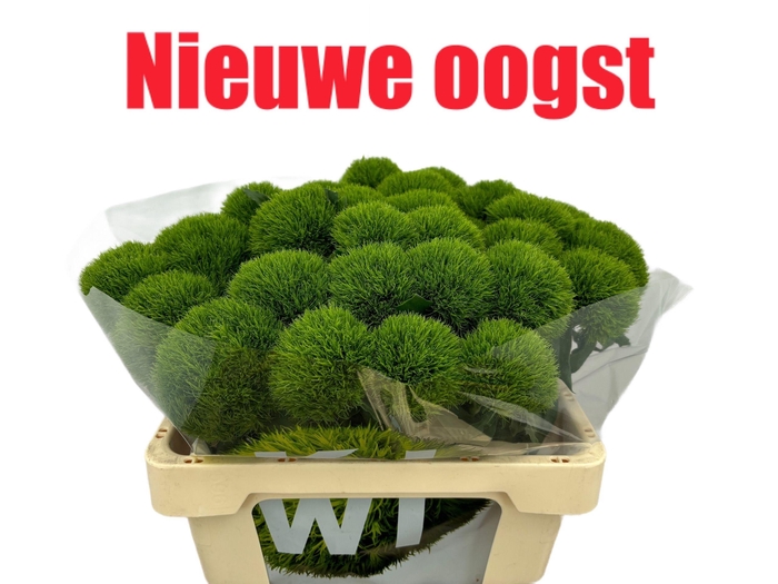 <h4>Di Barb Kiwi Mellow</h4>