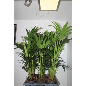 Howea Forsteriana 4pp