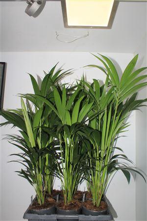 <h4>Howea Forsteriana 4pp</h4>