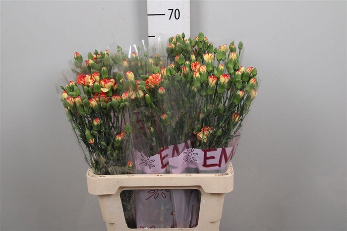 <h4>Di Tr Boogie</h4>