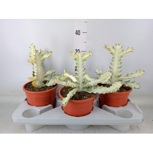 Euphorbia lactea