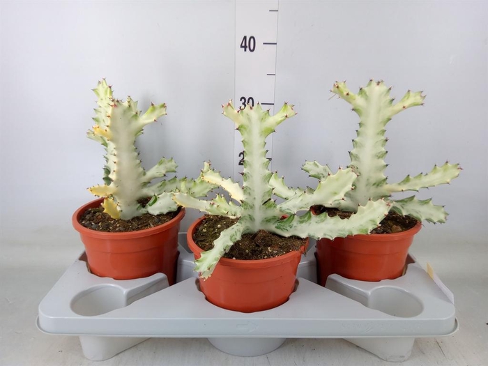 <h4>Euphorbia lactea</h4>