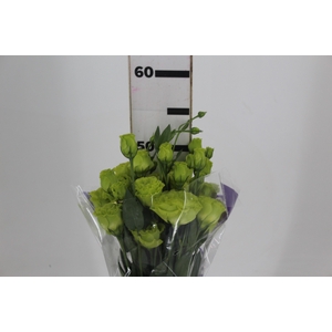 LISIANTHUS ROSANE II GREEN 050