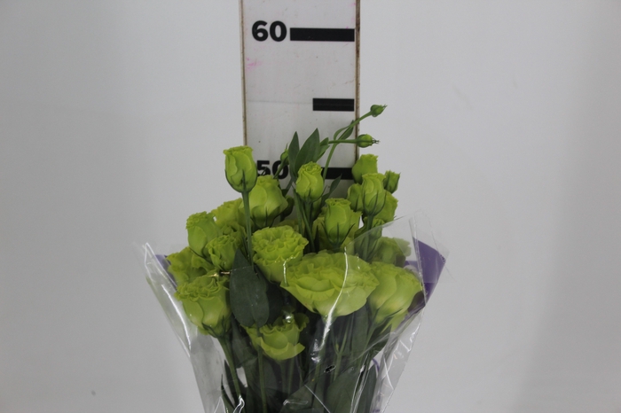 <h4>LISIANTHUS ROSANE II GREEN 050</h4>