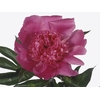 Paeonia Edulis Superba
