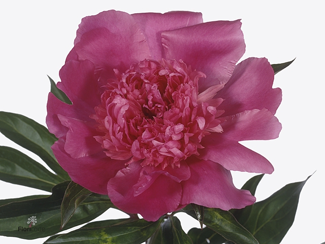 Paeonia Edulis Superba