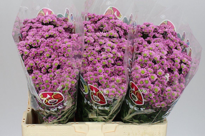 <h4>Sant Mad Tanga Pink</h4>