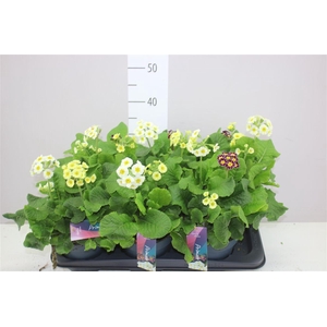 Primula Veris Mix In Pot