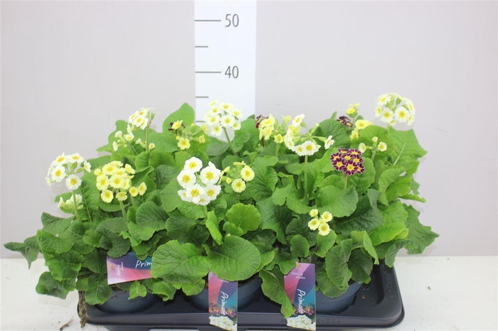 <h4>Primula Veris Mix In Pot</h4>