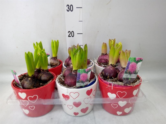 <h4>Arr.  Hyacinthus L%</h4>