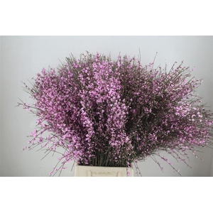 Ginster 400gr Lilac P Bunch