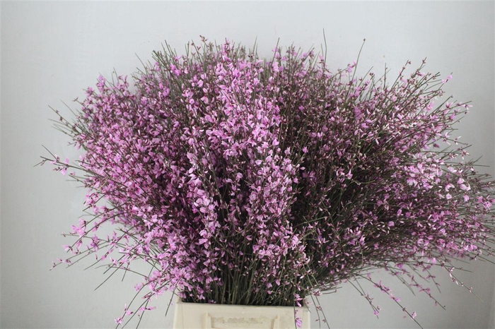 <h4>Ginster 400gr Lilac P Bunch</h4>