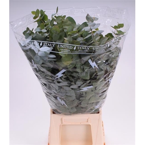 EUC CINEREA