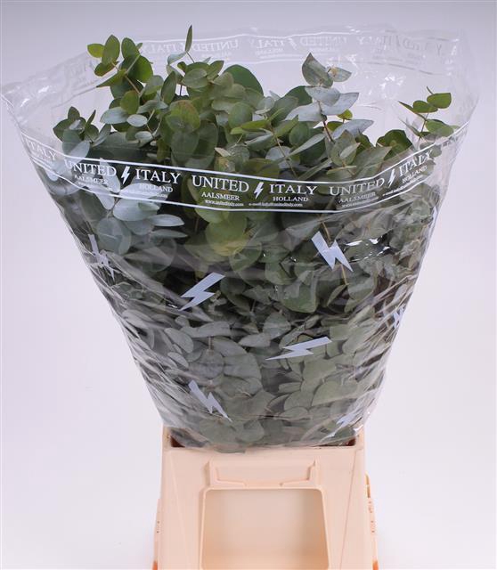 EUC CINEREA