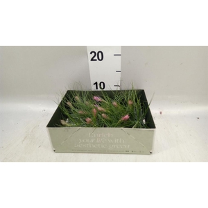 Tillandsia