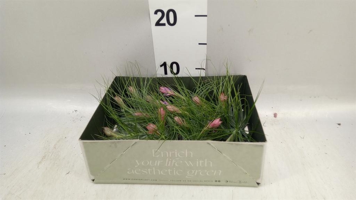 <h4>Tillandsia</h4>