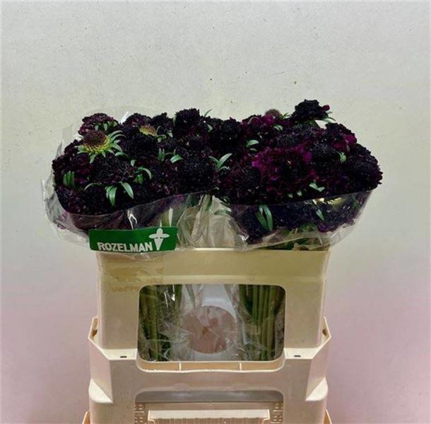 <h4>Scabiosa Red Velvet Scoob Rozelman Ziv</h4>