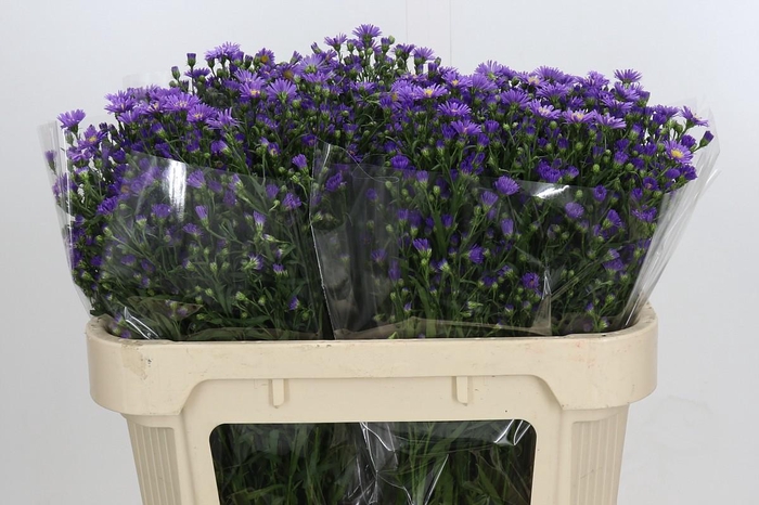 <h4>Aster Casamare</h4>