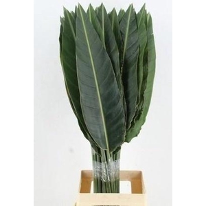 STRELITZIA LEAF