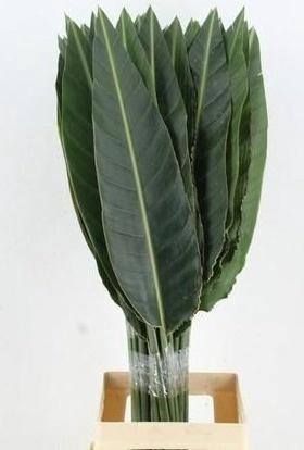 <h4>STRELITZIA LEAF</h4>