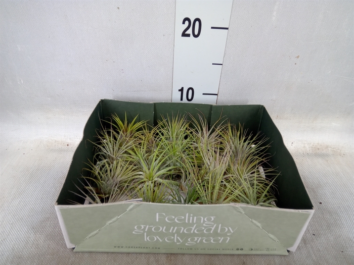 <h4>Tillandsia</h4>